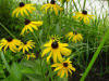 Blackeyed Susans in Leslie's Garden, Summer 2003